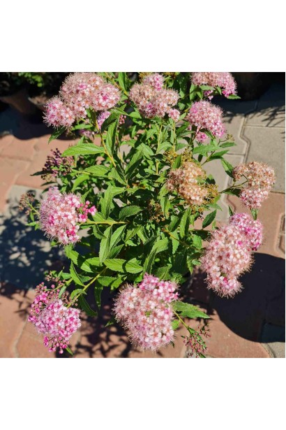 Спірея японська Широбана - 3л/вис.30-50см/Ø30-40см